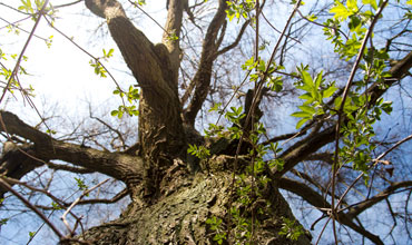 Baumpflege und Baumbeschnitt. Urban-Tree.de - Weiden, Neustadt, Tirschenreuth