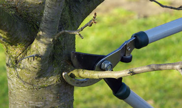 Obstbaumbeschnitt, Obstbaumschnitt, Obstbaumpflege
